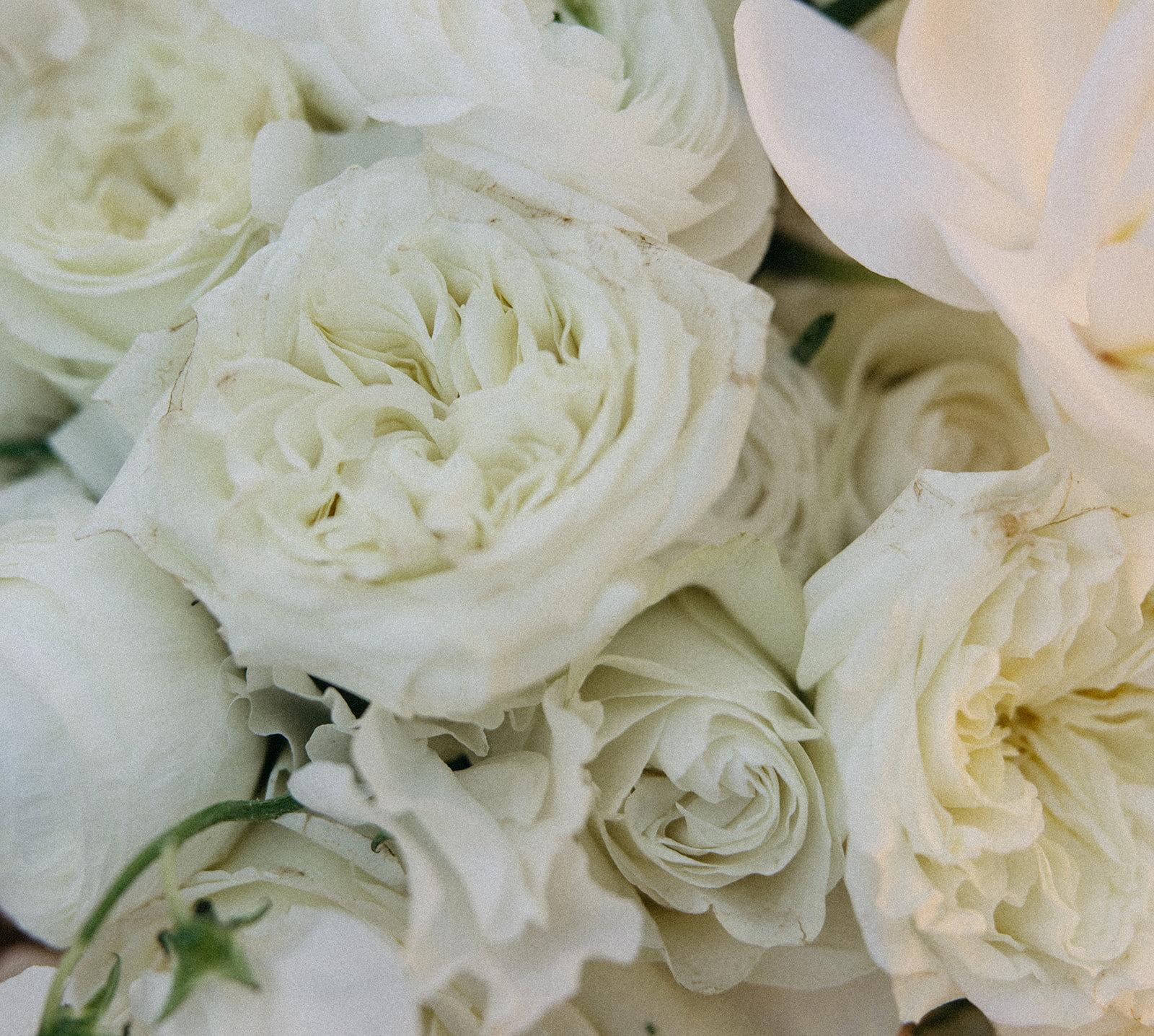 Details from Megan and Andrew’s Royal Palms wedding